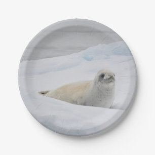 White Harbor Seal Snow Photo Paper Plates