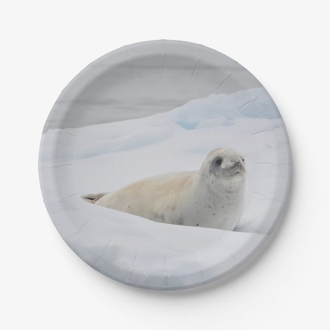 White Harbor Seal Snow Photo Paper Plates (Front)