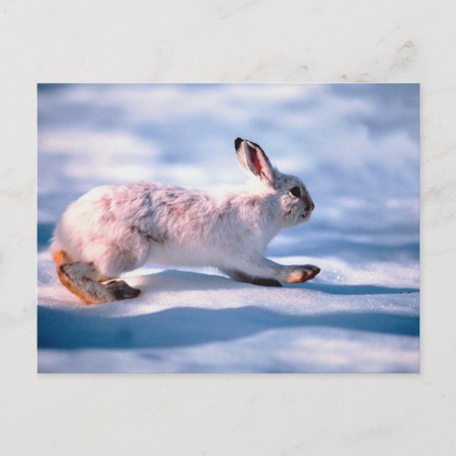White Hare Postcard (Front)