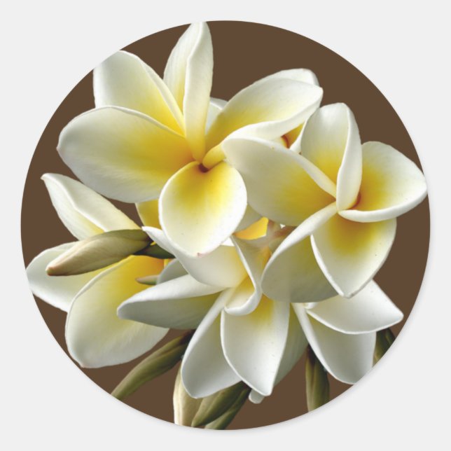 White Hawaiian Plumeria Floral Stickers (Front)