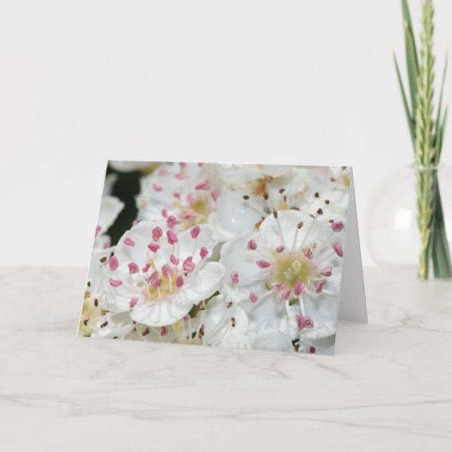 White Hawthorn Flowers Greeting Card (Front)