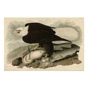 White-headed (Bald Eagle) Audubon Birds of America Photo Print