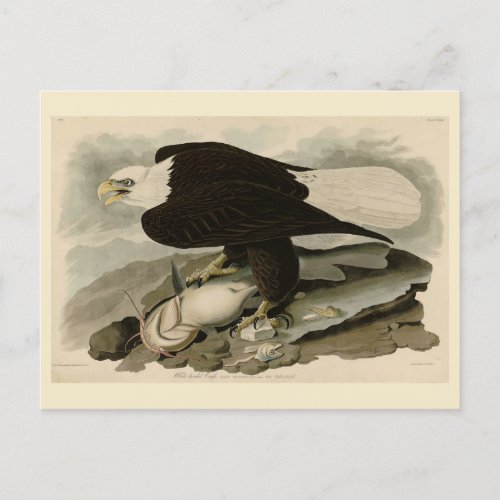 White_headed Bald Eagle Audubon Birds of America Postcard
