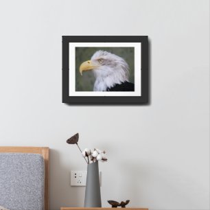 White Headed Bald Eagle Framed Art