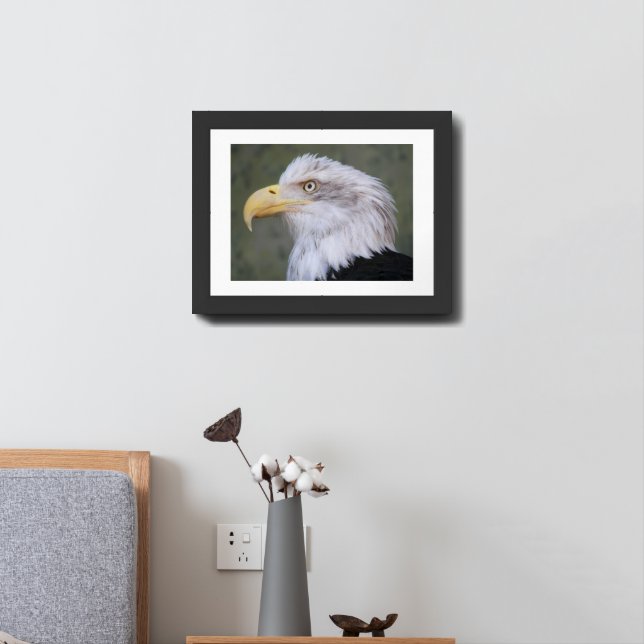 White Headed Bald Eagle Framed Art (Bedside)