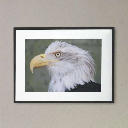 White Headed Bald Eagle Poster