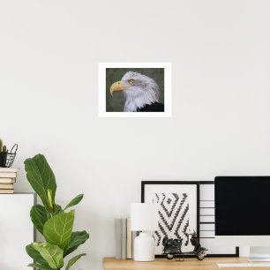 White Headed Bald Eagle Poster