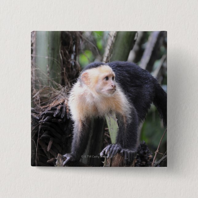 White-headed capuchin, Cebus capucinus. Playa Pinback Button (Front)