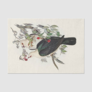 White-headed Fruit Pigeon, Decoupage Tissue Paper
