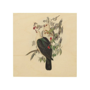 White-headed Fruit Pigeon, Vintage Wood Wall Art