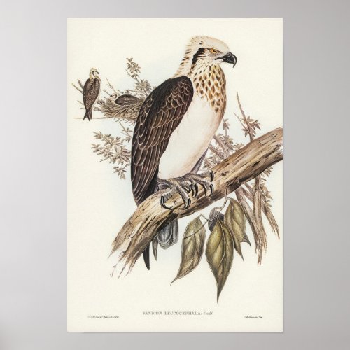 White_headed Osprey by Elizabeth Gould Poster