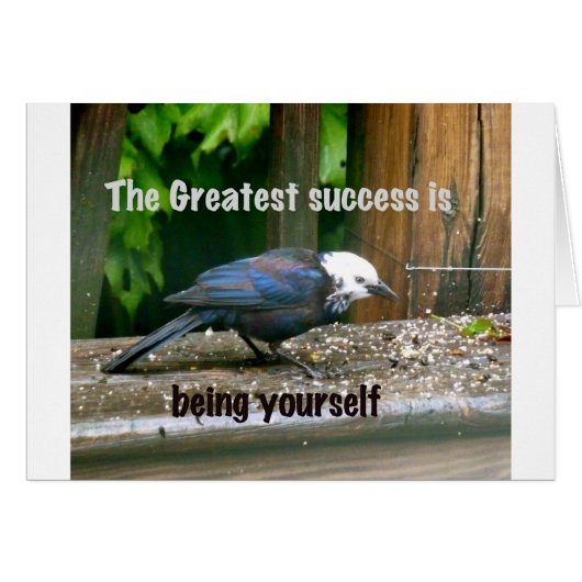 white-headed starling (Front Horizontal)