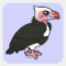 White-headed Vulture Square Sticker