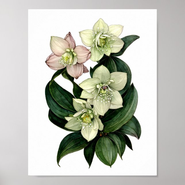 White hellebore botanical watercolor print (Front)