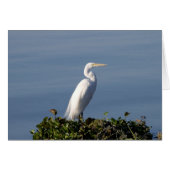 White Heron (Front Horizontal)