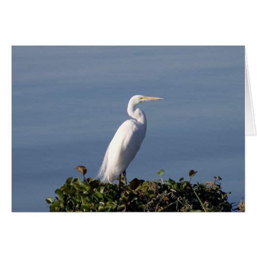 White Heron (Front Horizontal)