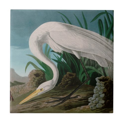 White Heron Birds of America Audubon Print Ceramic Tile