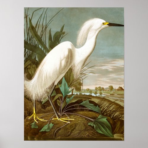 White Heron by John James Audubon Poster