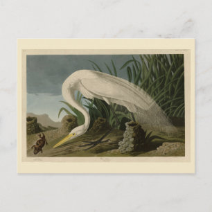 White Heron, Great Egret, Audubon Birds of America Postcard