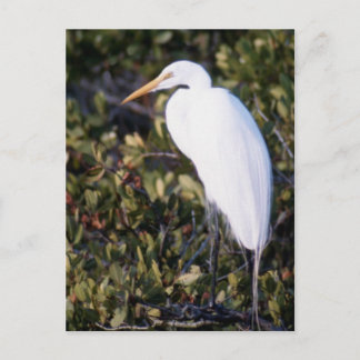 White Heron Postcard