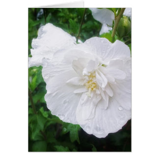 White Hibiscus 2 Grace Cards