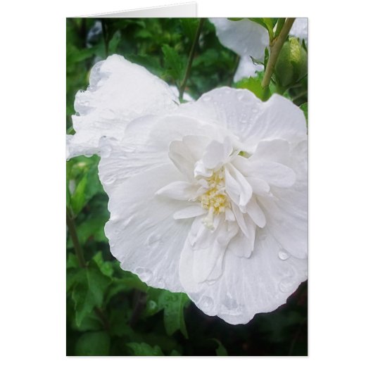 White Hibiscus 2 Grace Cards (Front)