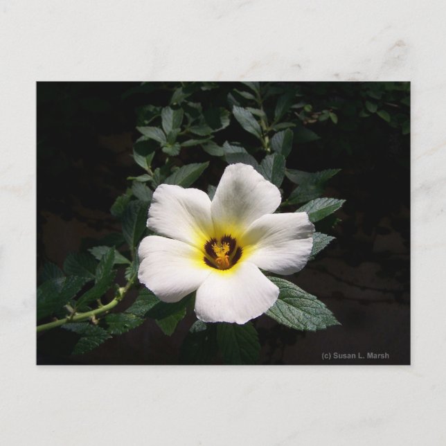 White hibiscus flower red center dark background postcard (Front)