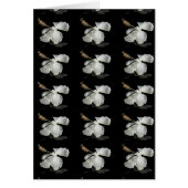 White Hibiscus Flower Side View (Front)