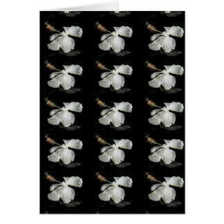 White Hibiscus Flower Side View Cards