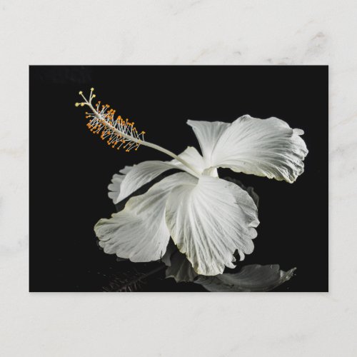 White Hibiscus Flower Side View Postcard