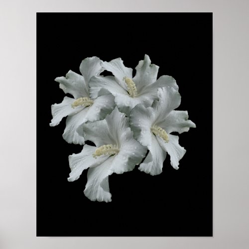 White Hibiscus Flowers Bouquet Poster