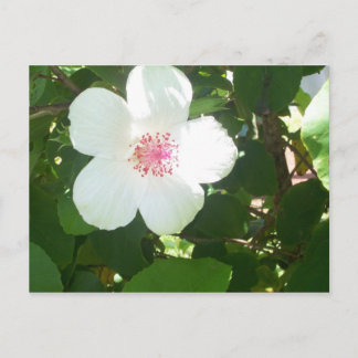 White Hibiscus Postcard