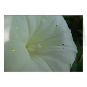 White hoist  bloom, blank (Front Horizontal)