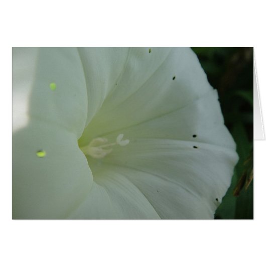 White hoist bloom, blank cards (Front Horizontal)