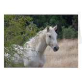 White horse (Front Horizontal)