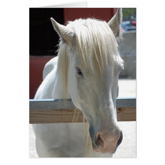 White Horse Beauty (Front)