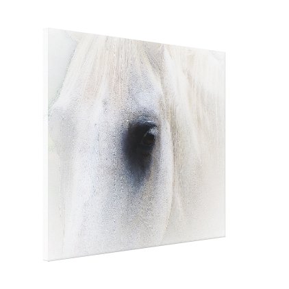 White horse canvas print