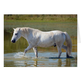 WHITE HORSE CARDS