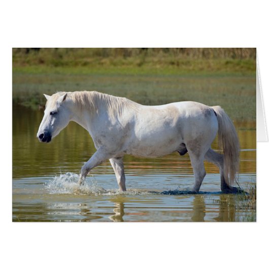 WHITE HORSE CARDS (Front Horizontal)
