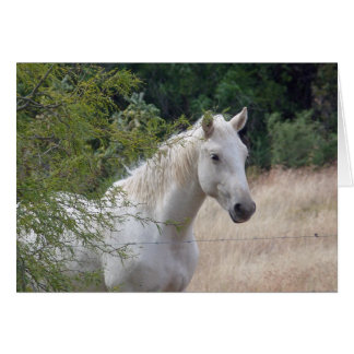 White horse cards