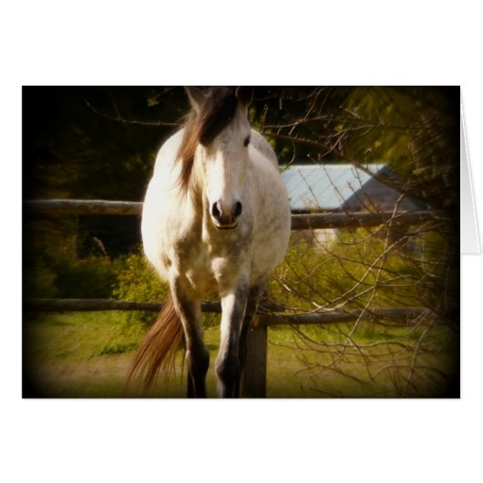 White Horse Cards (Front Horizontal)