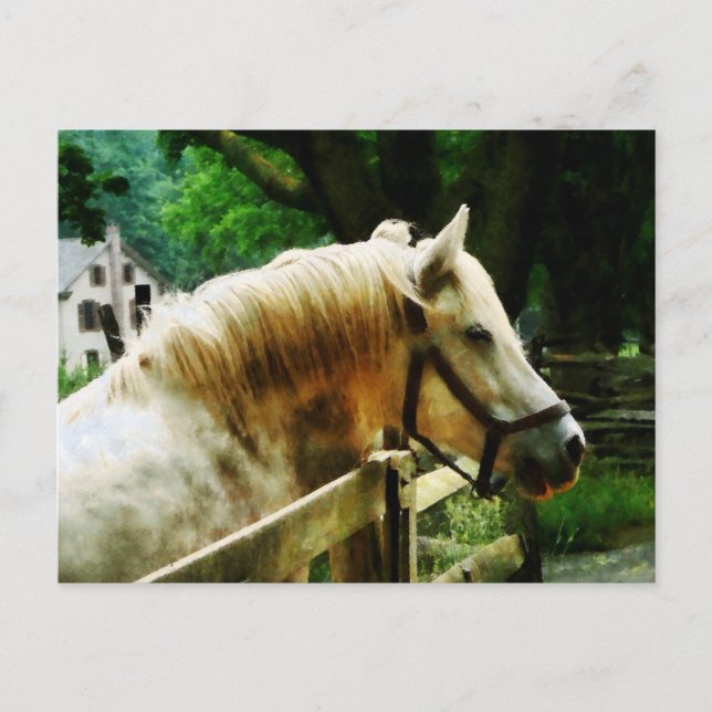 White Horse Closeup Postcard (Front)