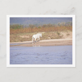 white horse crossing the river postcard