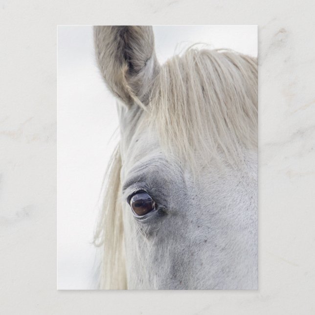 White Horse Face Close-up Photo Postcard (Front)