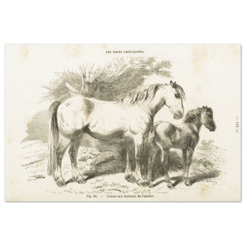 White Horse Foal Ephemera Decoupage Vintage French Tissue Paper