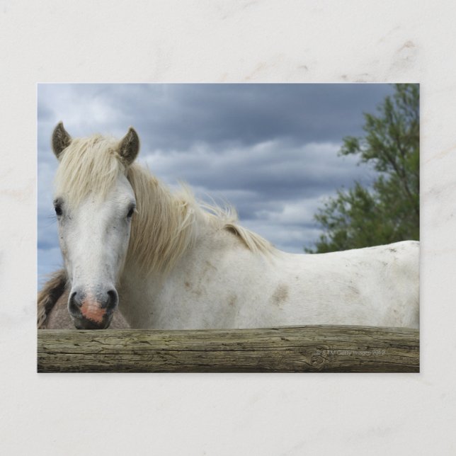 White Horse | France Postcard (Front)