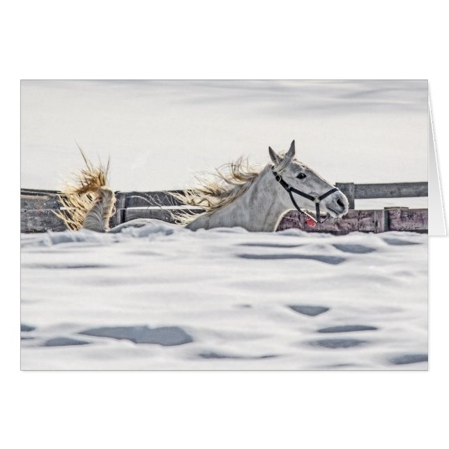 White Horse Galloping In Snow Cards (Front Horizontal)