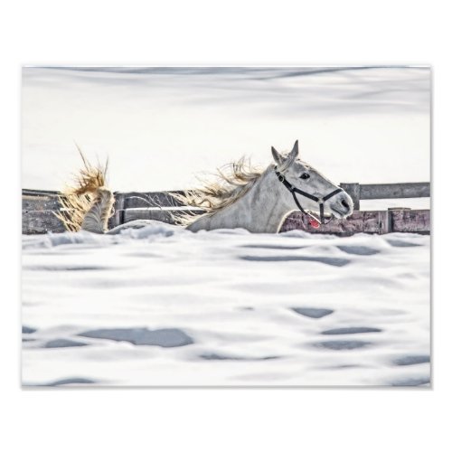 White Horse Galloping In Snow Photo Print