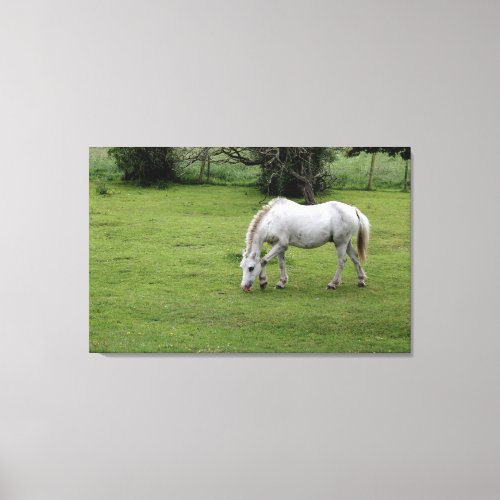 White horse grazing in a field canvas print