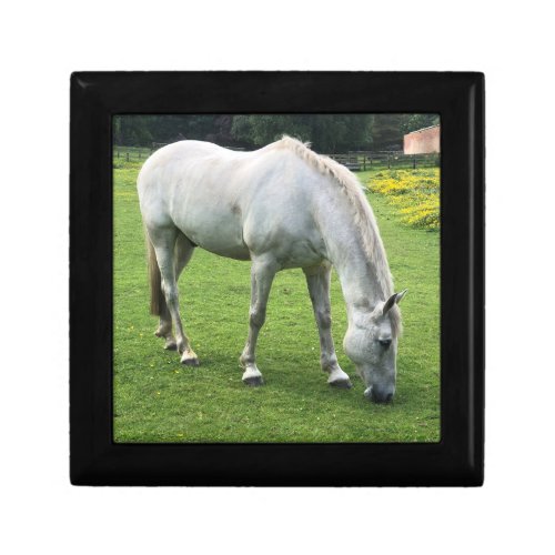 White Horse Grazing in a Field Gift Box